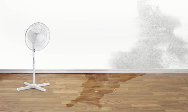 Best Carpet water damage restoration  in Garrison, ND